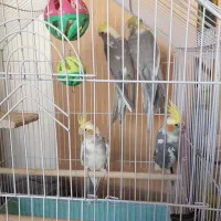 ۵ عدد عروس هندی یکجا