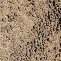 کودگوسفندی/درخت/پسته/باغبانی/دامی|خدمات باغبانی و درختکاری|شهر بابک, |دیوار