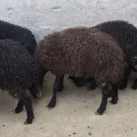 بره ماده هترو قزل افشار