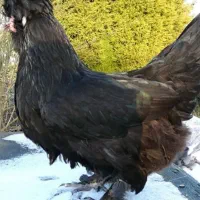 تخم مرغ سلطان.پولند.گلین