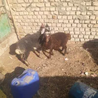 بره و بزغاله ریز|حیوانات مزرعه|نیشابور, شهید بهشتی|دیوار