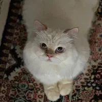 جفت گیری