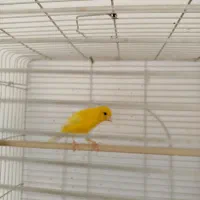 ۲عدد قناری نر به شرط