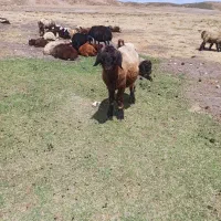 قوچ سه ساله ترکی و کاوه|حیوانات مزرعه|پاتاوه, |دیوار