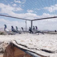 ۷نرکفتر پرشی