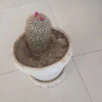 گل طبیعی وکاکتوس|گل و گیاه طبیعی|اهر, |دیوار