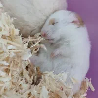 همستر|موش و خرگوش|باغستان, |دیوار