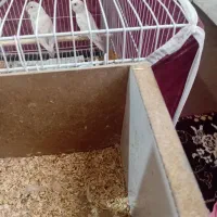 سلام جفت کوتوله بایک تخم