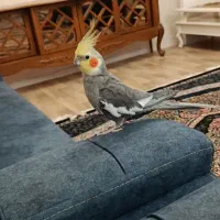 جفت عروس مولد