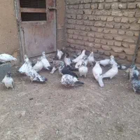 کفتر پرشی|پرنده|مبارکه, |دیوار