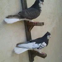 جفت سو قهوه ای گلدار