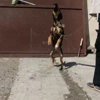 توله ۳ماهه دوبرمن ماده