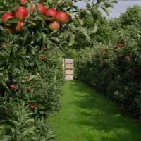 خدمات تخصصی هرس و باغبانی در گلدشت