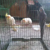 عروسی هلندی مولد|پرنده|بجنورد, |دیوار