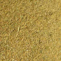 فروش چلتوک برنج لنجون اصفهانی|خوردنی و آشامیدنی|خمینی‌شهر, |دیوار