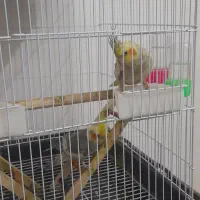 عروس‌هلندی