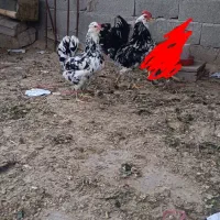 تخم‌مرغ نطفه دارگلین|حیوانات مزرعه|شاهین دژ, |دیوار