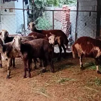 ۵راس میش پلنگی بروجردی ابستن با دوتا بره قوچ پلنگی|حیوانات مزرعه|نکا, |دیوار