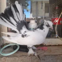 گمشده|حیوانات|صحنه, |دیوار