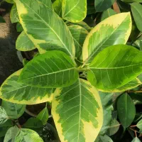 انواع فیکوس ، بنجامین ، دیفن|گل و گیاه طبیعی|مشکیندشت, |دیوار