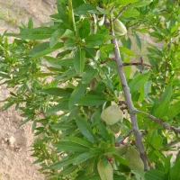 فروش باغ در خوش آب و هوا ترین منطقه جوشقان