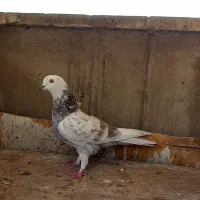 کفتر  ۵ تا گرفتنی|پرنده|ری, سرتخت|دیوار