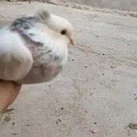 کبوترهما زرددوخط