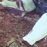 کفتر کاکلی|پرنده|تایباد, |دیوار