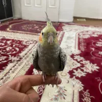 عروس هلندی|پرنده|ری, بازار آهن|دیوار