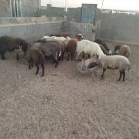 بره نر و ماده|حیوانات مزرعه|اژیه, |دیوار