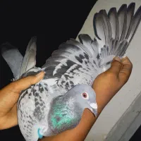 کبوتر مسافتی|پرنده|خان ببین, |دیوار