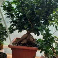 بی سای ، بن سای