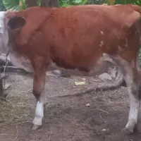 گاو ماده لیشه سیمینتال