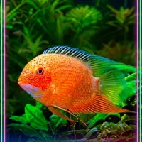 فروشگاه آکواریوم مکران فیش