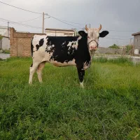 گاو قربانی نزاییده دودندان