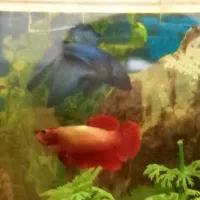 فایتر جفت کار داده