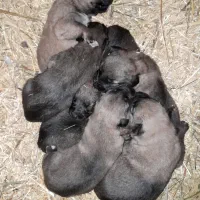 واگذاری توله ژرمن و سرابی