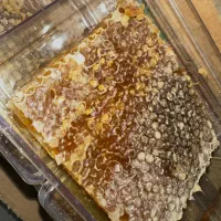 عسل ممتاز سبلان اردبیل|خوردنی و آشامیدنی|مشهد, رده|دیوار