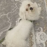 واگذاری سگ شیتزو|سگ|اسلام‌شهر, شهرک قائمیه|دیوار