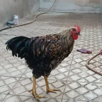 خروس و مرغ تخم گذار