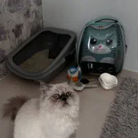 پرشین هیمالین|گربه|بجنورد, |دیوار