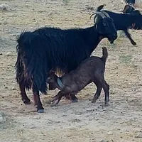 بز گله ای|حیوانات مزرعه|شیراز, باغ تخت|دیوار