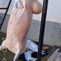 دام زنده ارزان شدگوسفندبرای عقیقه عروسی نذری وغیره