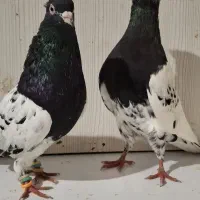 نر ماده کله سیاه اول بخون