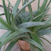 فروش گل آلوورا با قیمت مناسب