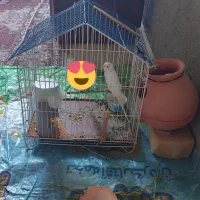 یک عدد مرغ عشق