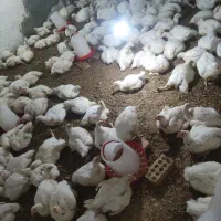 مرغ گوشتی بدون دارو