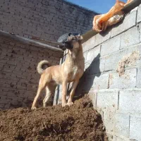 توله سگ سرابی