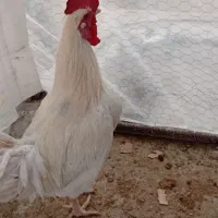 یک عدد خروس محلی اصل اصل