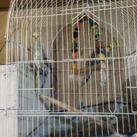 ۳ عدد عروس هلندی بالغ|پرنده|قزوین, |دیوار